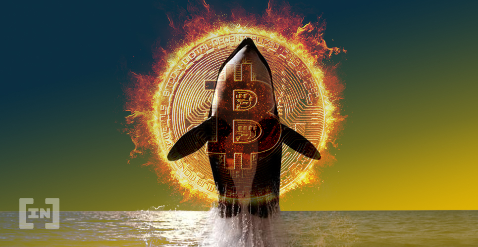 Bitcoin Only Getting Cheaper as Whale Moves Another $450M for Just $0.25