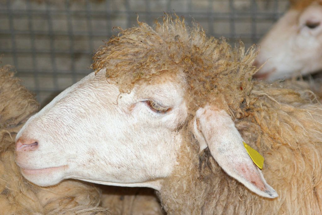 Sheep Marketplace