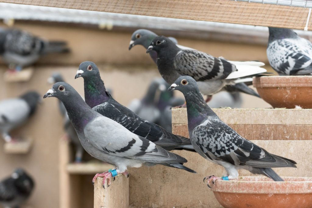 Bitcoin Bug Used to Print Millions of Pigeoncoins