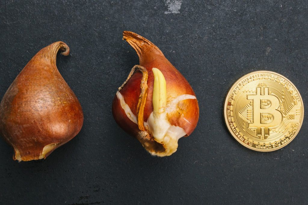 Bitcoin tulips