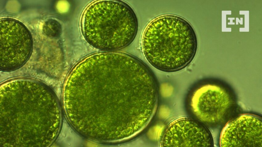 Algaecoin: Token Aims to Raise Funds for Algae Biomass Protein Farms